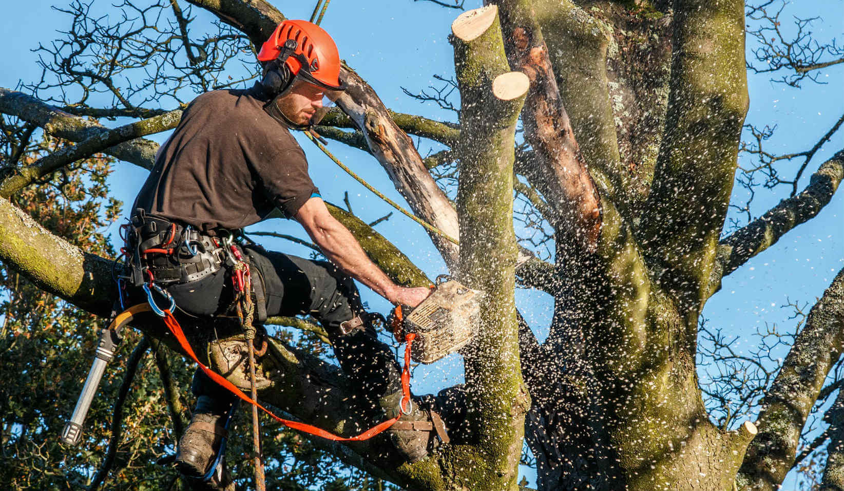 Tree Removal Services