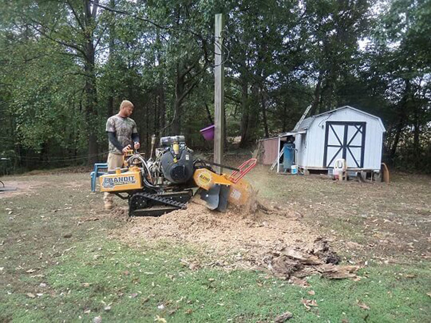 Tree Trimming