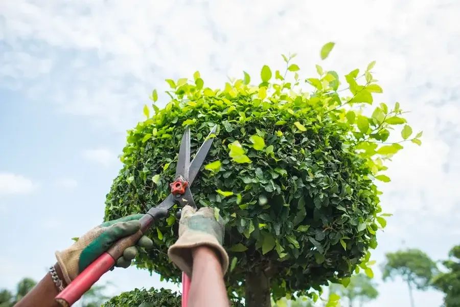 How Bush Trimming Contributes To Lawn Health in Farmville, VA