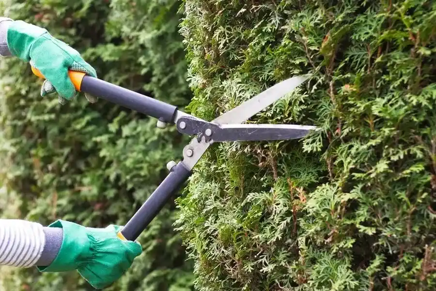 How Bush Trimming Improves The Aesthetic Appeal Of Gardens Farmville, VA