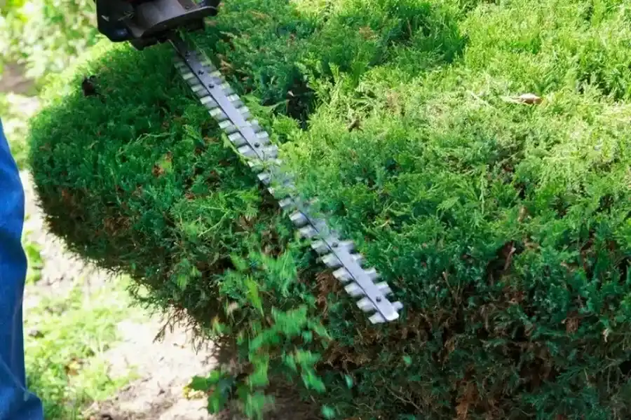 Reliable Bush Trimming Farmville, VA
