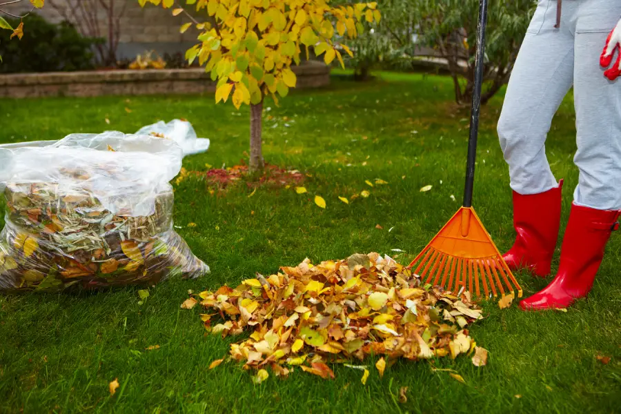 Superior Yard Cleanup Farmville, VA