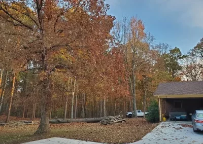 Tree-Removal-Company